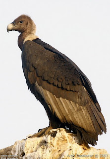 White rumped vulture