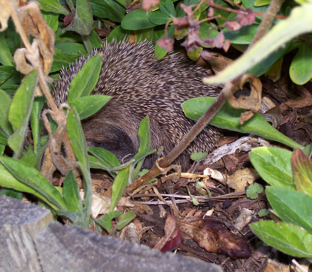 The hedgehog on the left.