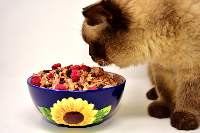 Best Dry Foods for A Cat