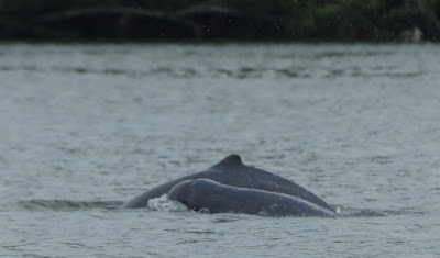 Irrawaddy Dolphin (Orcaella brevirostris)