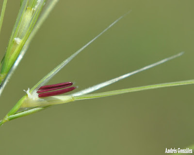Flechilla de las lomas (Nassella filiculmis)