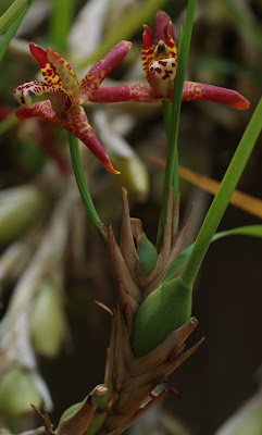 Maxillaria curtipes - Short-Column Maxillaria care