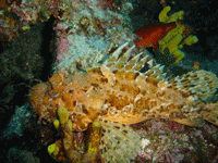 stonefish hewan paling beracun di dunia