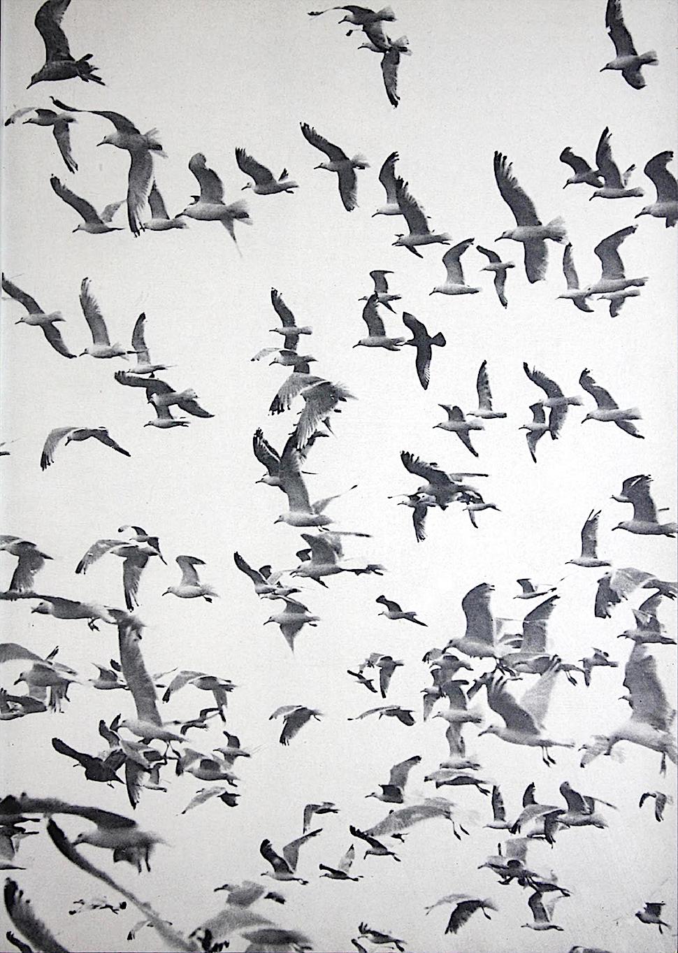 a 1950 photograph of birds in flight, a flock of gulls