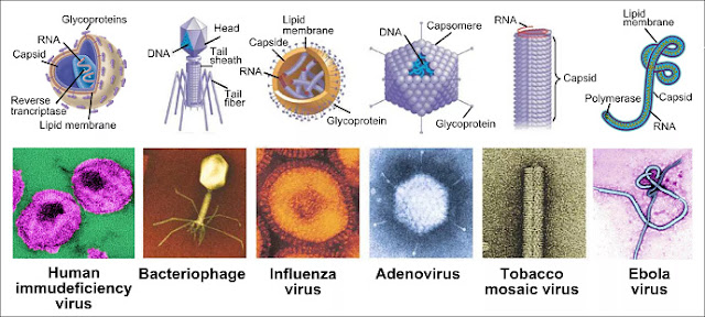 Struktur Virus