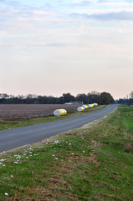 Cotton 2012 Hickory Ridge Studio 