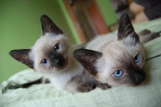 siamese cats