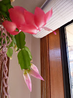 Christmas cactus blooms