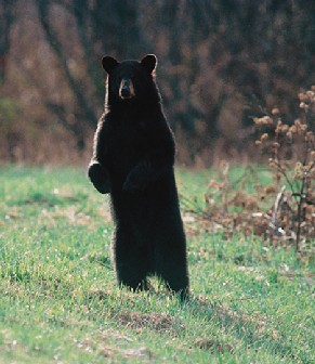 Black Bear