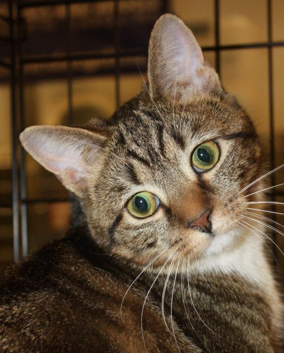 Alley Cats and Angels of NC: Morrisville PetSmart Adoption ...