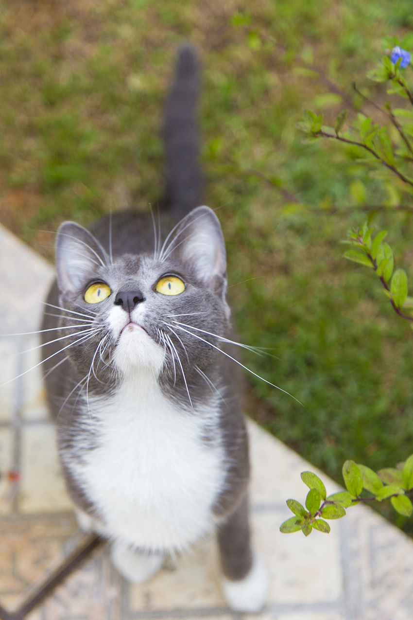 Gato cinza e branco