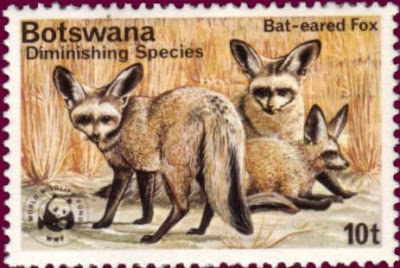 bat-eared fox