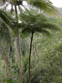 Kuba, Baracoa, Alexander-Humboldt-Nationalpark, Refugium vieler endemischer Pflanzen und Tiere.