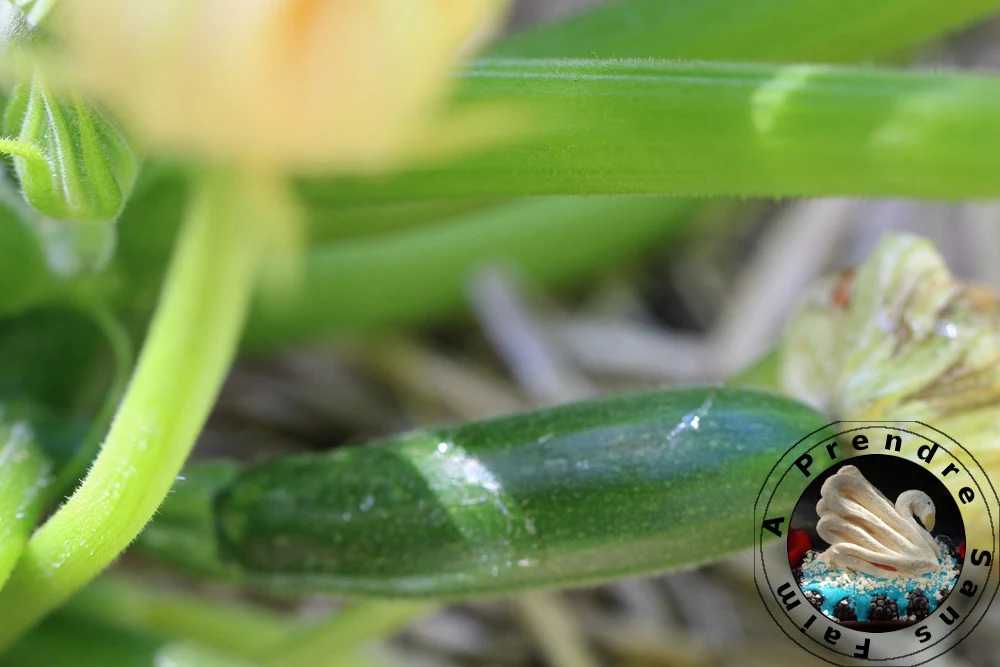 Tout savoir sur les courgettes (pas à pas en photos)