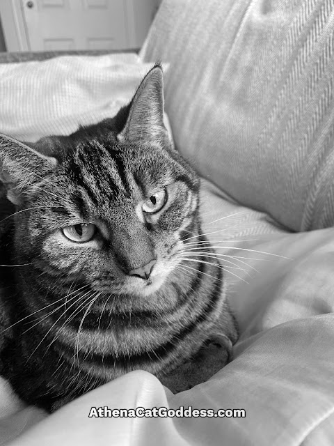 tabby cat on cushion