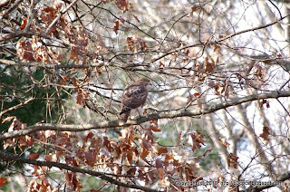 Red-tailed Hawk Hunting, 11/19/10 Broadmoor