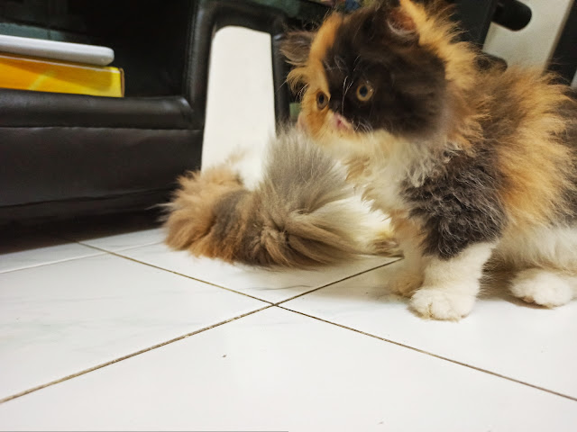 Kitten (Anak Kucing) Persia Peaknose Surabaya Calico WA 081333691345