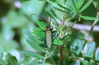 capricornio-verde-oloroso-aromia-moschata-ambrosiaca-