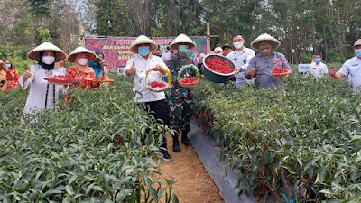 Ikuti kegiatan panen cabe merah, Bupati harapkan kemandirian pangan di daerah