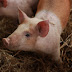 7 Things I Wish I Knew Before I Got Pigs: A Guide to Porcine Parenthood