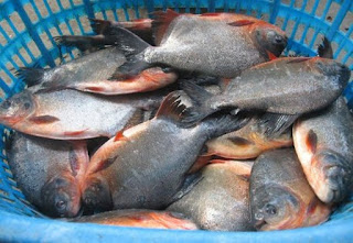 Kelebihan dan Kekurangan Usaha Budidaya Ikan Bawal Kelebihan dan Kekurangan Usaha Budidaya Ikan Bawal