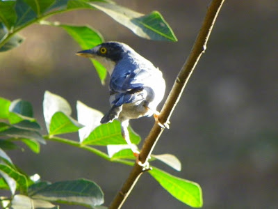 birds Hooded Tanager