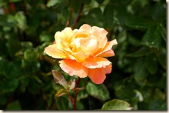 blog7