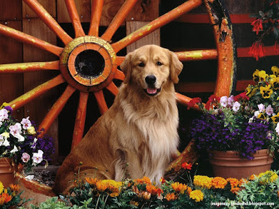 perro-golden-flores-coloridas-rueda-carreta-animal-domestico-wallpaper