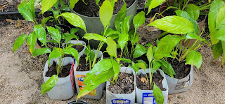 Separating rootbound peace lilies