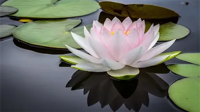 Tanaman Penyaring Air Kotor Jenis Lotus