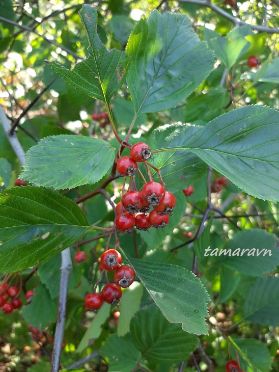 Боярышник крупноколючковый (Crataegus macracantha)