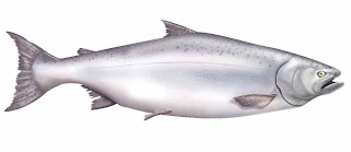 Ikan Salmon