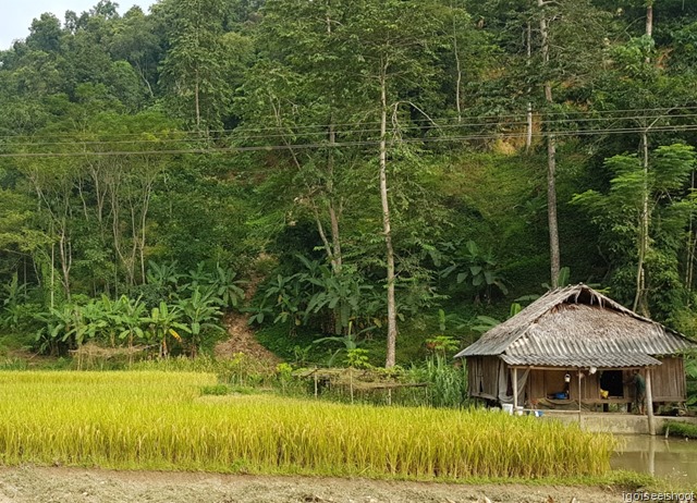 Yellow fields op paddy almost ready for harvesting.  