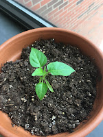 Clay pot with small plant