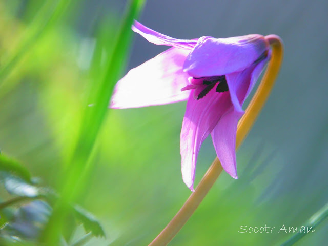 Erythronium japonicum