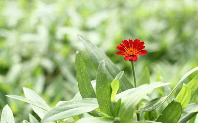 Narrow-Leaf Zinnia Flowers