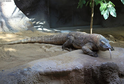 komodo