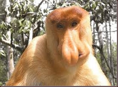 Amazing Pictures of Animals photo Nature exotic funny incredibel Zoo Proboscis monkey, long-nosed monkey, mammalia.Alex (9)