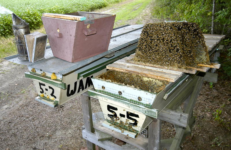 Che Guebee Apiary: 200 Top Bar Hives Beekeeper