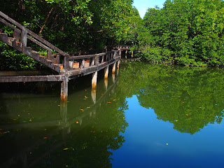 Thailande, Ko Chang, mangrove , de grands chemins