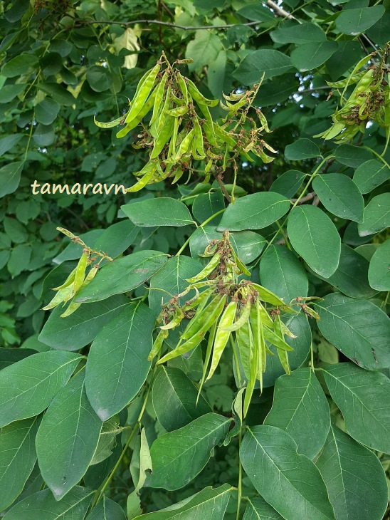 Маакия амурская (Maackia amurensis)