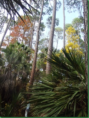Last day at Hunting Island 107