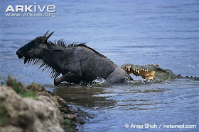 interactions between african wildlife nile crocodile