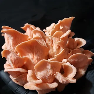 Pink oyster mushrooms