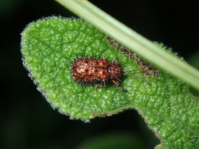 Dicladispa testacea