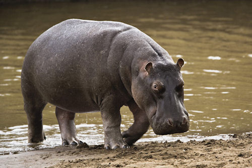 Hipopótamo (Hippo Hippopotamus)