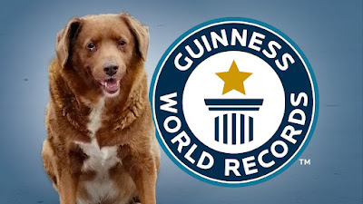 Bobi, el perro vivo más viejo según el record Guinness de 2023