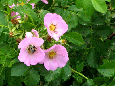 Bee Pollenating Pink Flowers