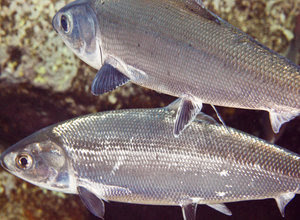 cara-memelihara-ikan-bandeng.jpg