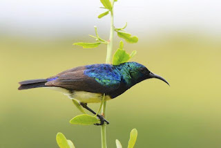 Burung variable sunbird atau juga dikenal dengan yellow-bellied sunbird (Cinnyris venustus) (sekarang Nectarinia venusta)